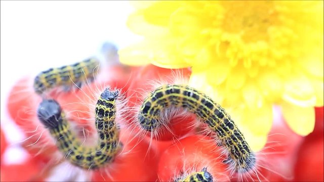 caterpillar macro, Phalera bucephala, Raupe Mondvogel
