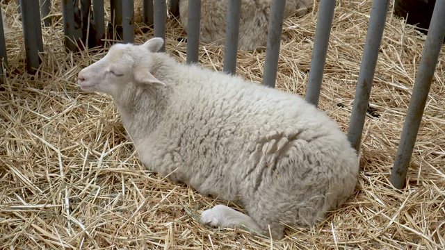4K one sheep lying down in a stall at the county fair