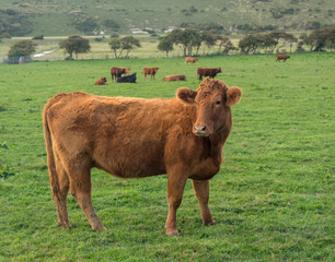 Brown cow looking at camera in English field