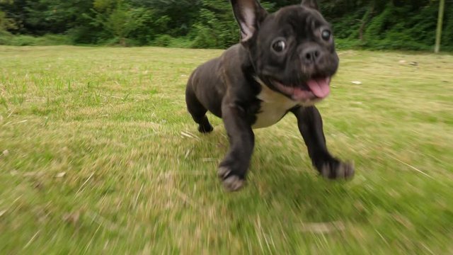 Black French Bulldog puppy running outdoor,4k
