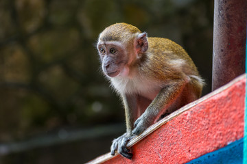 young monkey portrait