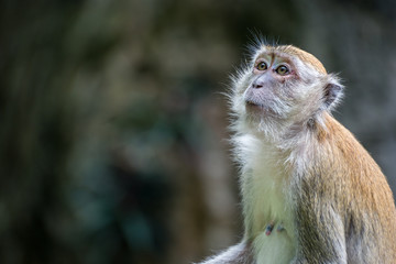 monkey portrait