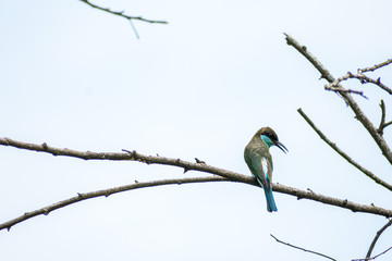 beautiful bee-eater resting