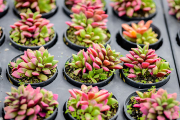 beautiful little cactus