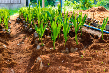 Young coconut small trees. preparations for such varieties for planting coconut trees