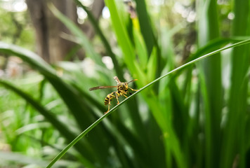 Front view of a yellow wasp, winged hymenopteran insect, over a green big leaf with nature background