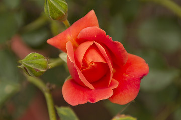 Obraz premium Salmon colored Rose