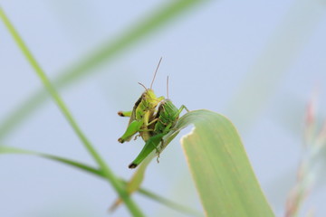 イナゴ　Locust	