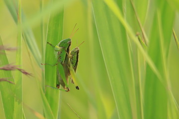 イナゴ　Locust	