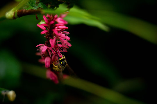 Wasp foraging at flower