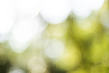 Obraz premium Dream Forest/Romantic fantasy background material