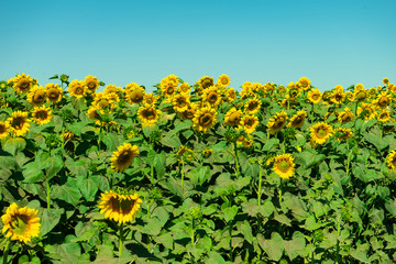 Sunflower field with cloudy blue sky. Agriculture.