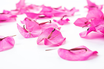 Fresh Bougainvillea petals/Romantic beautiful background material