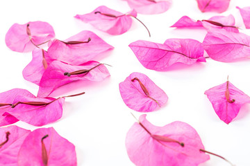 Fresh Bougainvillea petals/Romantic beautiful background material