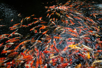 Koi fish, Fancy Carp are swimming in pond.