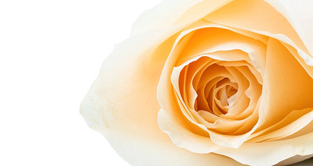 Yellow red rose on white background