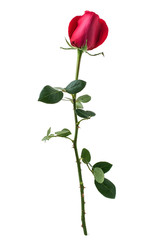Obraz premium a red rose on a white background