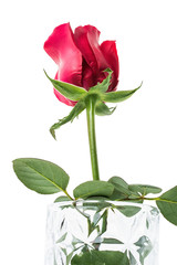 Obraz premium a red rose on a white background