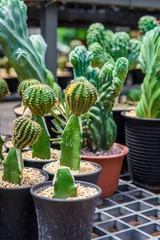 Fotobehang Cactus in pot mooie kleine cactus kleurrijke fantasie