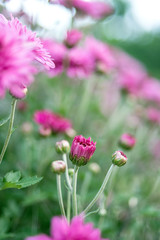 Purple chrysanthemum/Hazy dreamy flower background