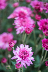 Purple chrysanthemum/Hazy dreamy flower background