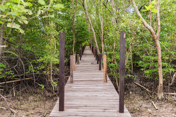 Fototapeta premium Mangroves inTung Prong Thong or Golden Mangrove Field at Estuary Pra Sae, Rayong, Thailand