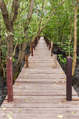 Obraz premium Mangroves inTung Prong Thong or Golden Mangrove Field at Estuary Pra Sae, Rayong, Thailand
