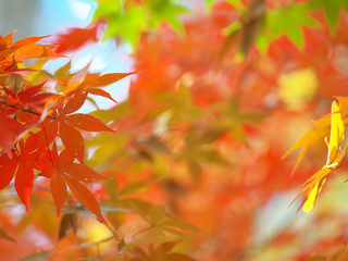 紅葉・秋の色彩饗宴