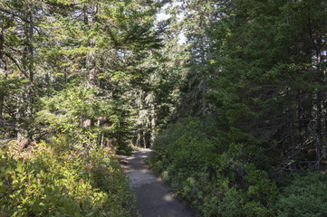 Obraz premium In the woods at Ship Harbor Nature Trail