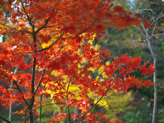 紅葉・秋の色彩饗宴
