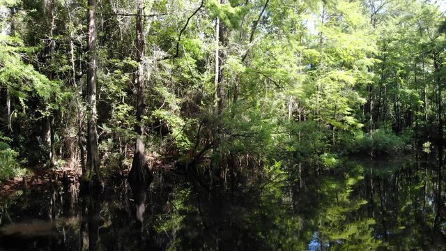 Drone footage of a spooky swamp