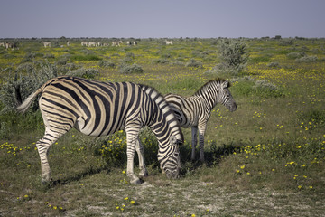 Fototapeta na wymiar Mother zebra and young foal grazing on grassland in Namibia surrounded by yellow flowers and a large herd in the background