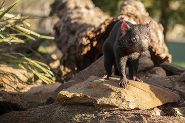 Tasmanian Devil outside during the day in Tasmania.