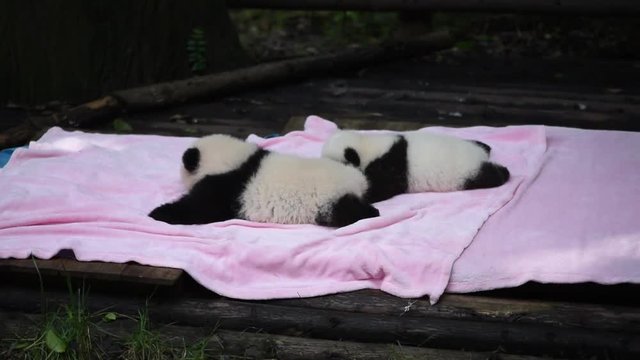 Two newborn pandas on a pink blanket