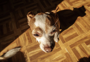 A Pouty Chihuahua