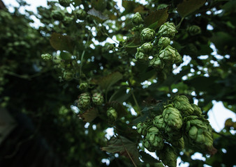 Wild Hops Hanging From A Vine