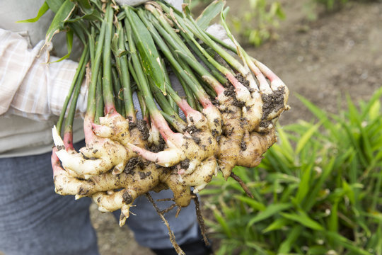 193 Best 葉生姜 Images Stock Photos Vectors Adobe Stock