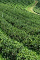Fototapeta na wymiar Green plantations of tea farm