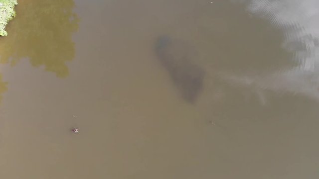 Drone aerial footage of alligator gar stalking a school of fish in the San Jacinto River near Houston, Texas