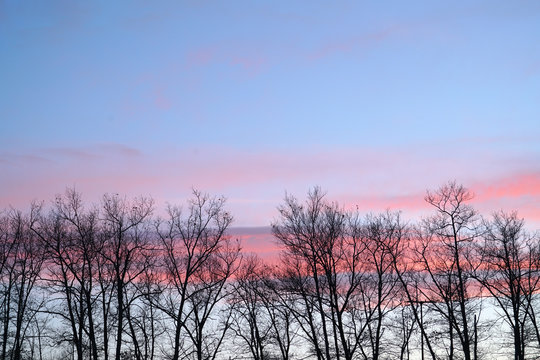 winter trees silhouette in a row with pink sunset sky