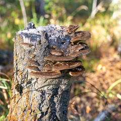 Mushroom. Brown wild mushroom on a big stump in the forest. fungi, fungus