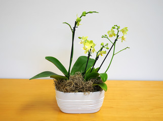 close up on orchid in the pot on the table