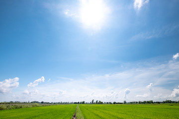 Obraz premium rice field and blue sky