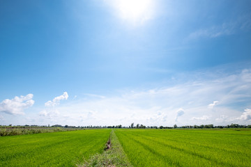 Fototapeta na wymiar rice field and blue sky