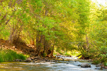 Sedona river with lush green trees