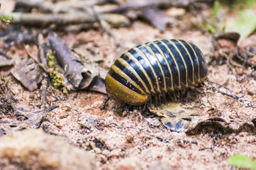 Golden bug
