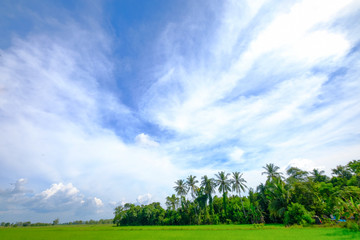 rice field and blue sky