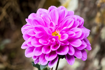 Beautiful bright flower in closeup