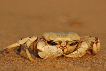 Crab