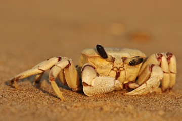 Crab